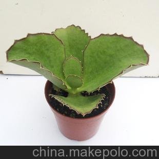 室內(nèi)植物可防輻射的小盆栽多肉多漿植物 （A120）雙飛蝴蝶圖片