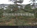 罗汉松 价格实惠 造型罗汉松