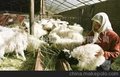 大量供应新疆伊宁牛棚羊棚猪棚万通板 抗雪压强风 保温性能强