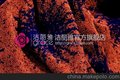 洁丽雅正品毛巾 强吸水舒适.纯棉毛巾 毛巾8755批发 春夏款