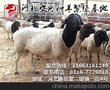河北省供应黑头杜泊绵羊及种羊