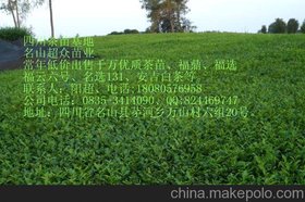 (yng)Ĵ硢ĴĴ