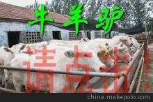 出售；奔小康牧業(yè)的牛羊驢圖片