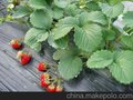 N45微喷带 滴灌管 农用滴灌带 PE滴灌管 农用微喷带 生产厂家
