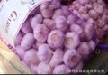 供应普白纯白蒜各种规格出口 6.0cm