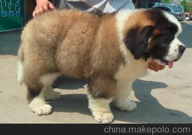 供應山東旺財肉狗圖片