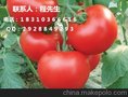 供应荷兰 高抗TY病毒番茄种子-欧斯帝