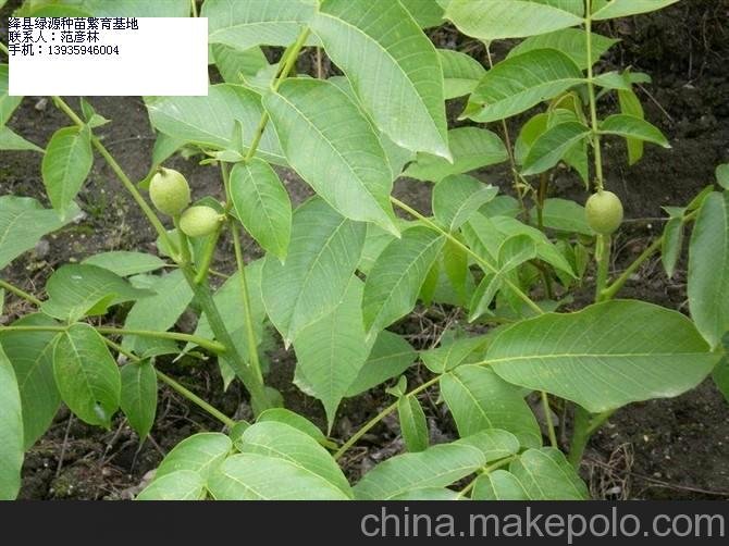 供應(yīng)核桃苗 嫁接核桃苗 8518核桃苗 薄殼香核桃苗 早實(shí)核桃苗圖片