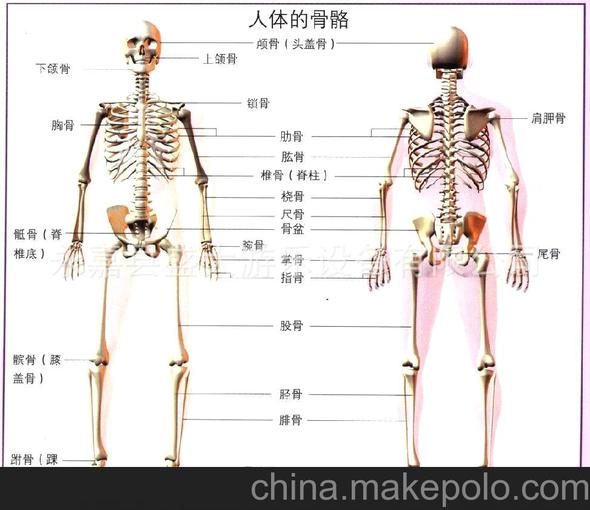 儿童实验人体骨骼模型85CM 人骨架 人骨标本 素描 美术 教具图片_1