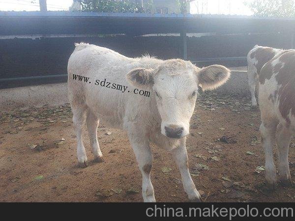 遼寧撫順供應(yīng)西門塔爾牛育肥牛肉牛圖片