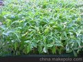 供应春辉西红柿种苗6