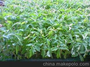 供應春輝西紅柿種苗6圖片
