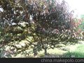 供应本地红叶碧桃，河北红叶碧桃价格