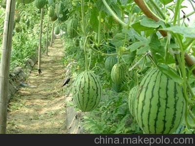 山東西瓜市場(chǎng)/山東西瓜價(jià)格/山東西瓜圖片