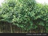 優(yōu)質(zhì)杜鵑批發(fā)/新龍村苗木供/香樟專業(yè)繁育/優(yōu)質(zhì)杜鵑批發(fā)桂花苗木價格圖片