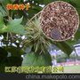 枫香枫香种子 大量批发林木种子