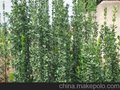 批发价格低的山东北海道黄杨