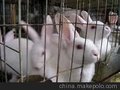 供应我想办一个兔场，饲料是买还是自己加工