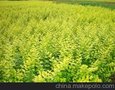 供应樱花-今金叶女贞
