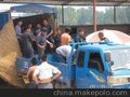 山东聊城西瓜基地西瓜五一上市