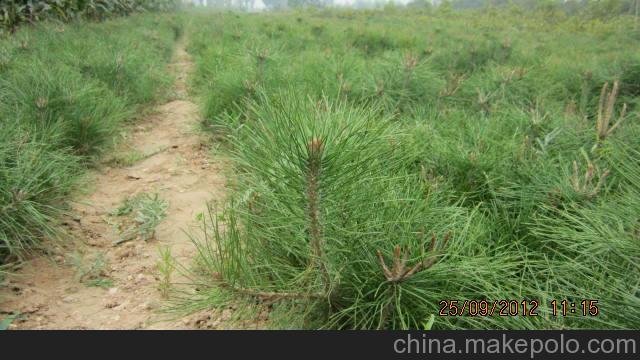 供應(yīng)營(yíng)養(yǎng)袋油松苗 30-40公分營(yíng)養(yǎng)袋油松苗價(jià)格圖片