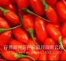 供应杞妃御品 鲜枸杞子