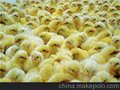 供应河南青年鸡 鹤壁青年鸡  价格