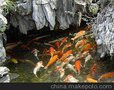 济南市景观鱼池水过滤、常年无需换水