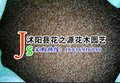 弯叶画眉草种子