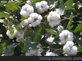 供应进口澳大利亚转基因棉籽清关/前湾港找巨晖咨询
