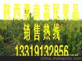 供应陕西绿化苗木价格