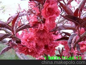 红叶碧桃--河北省定州市大型苗木花卉基地