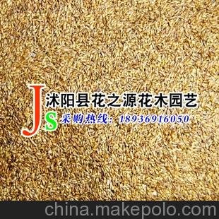 現(xiàn)貨供應(yīng)草坪種子 日本結(jié)縷草 中華結(jié)縷草種子圖片
