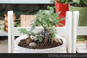 花卉 盆栽 植物 绿色植物 小发财树 办公室选