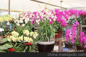 花卉 盆栽 植物 绿色植物 家居 蝴蝶兰 办公室选 低价促销